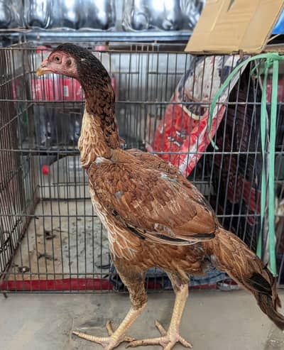 Pure Sindhi Aseel Pathi for Sale | Top Quality Active Female