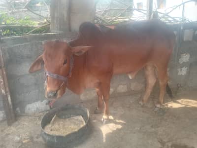 cow gaban Age 3 year sahiwal Nasal in kahuta 03338333043