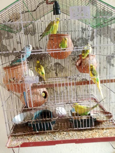 Australian parrot for sale