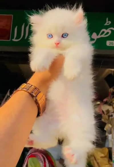 (Persian female kitten) (for sale all) (Pakistan delivery available)