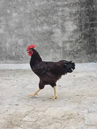RIR heritage chickens for sale