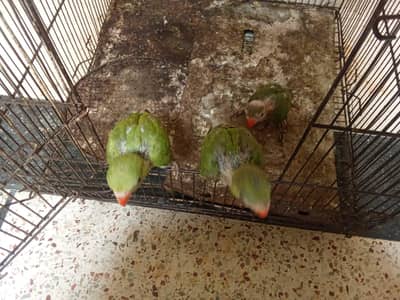 green parrot