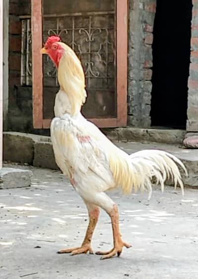Game Fowl Roosters need New Hands