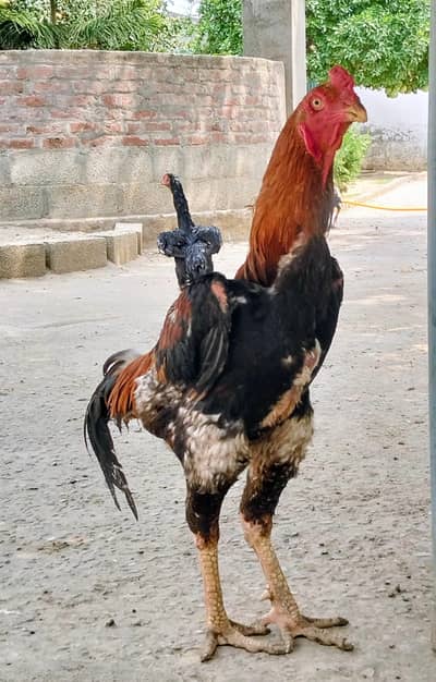Game Fowl Roosters