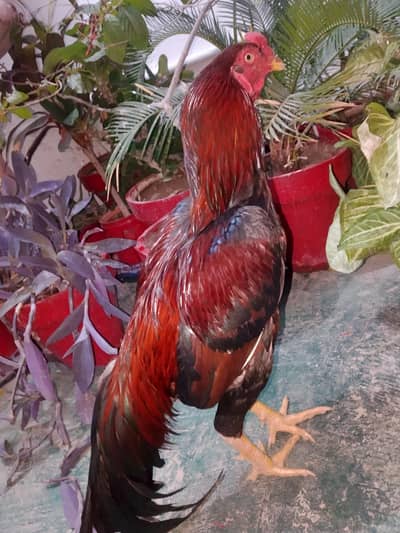 Aseel minwali cock