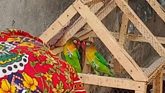 full active birds ha