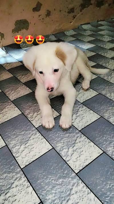 labador retriever double coat puppy