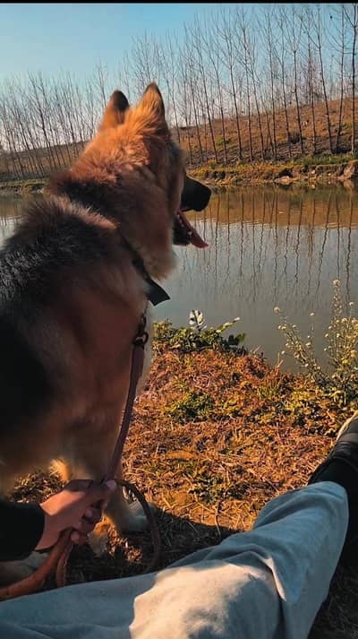German shepherd dog