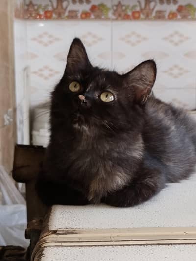 Beautiful persian cat 