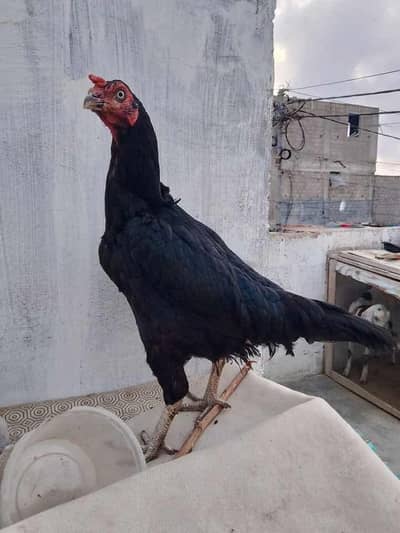 top quality aseel madi for sale
