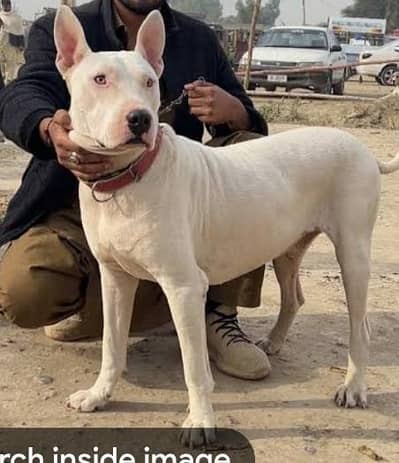 black nose kohati gultair dog urgent sale Kai lia .