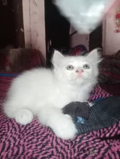 Persian Kitten For Sale / fluffy white color baby