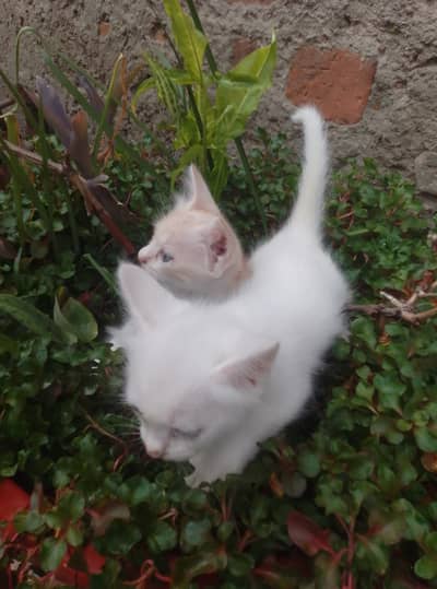 Female Persian kitten's double coat