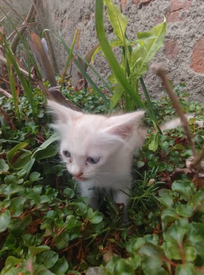 Female Persian kitten double coat