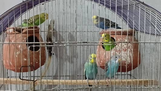 Australian parrot 1 breeder pair , 1 female , 2 chicks