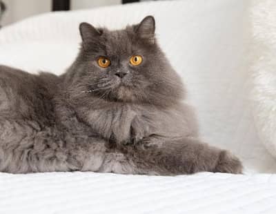 female for sale in sgd