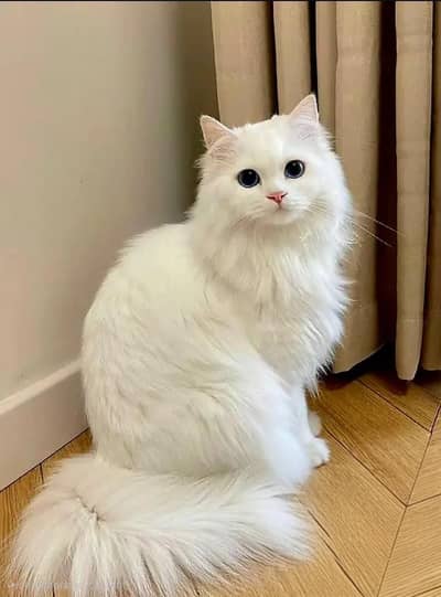 cat for sale