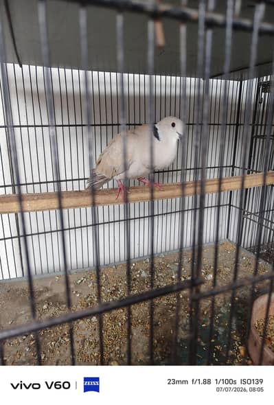 Grey Dove, Silver Dove_ Parrots | birds for sale
