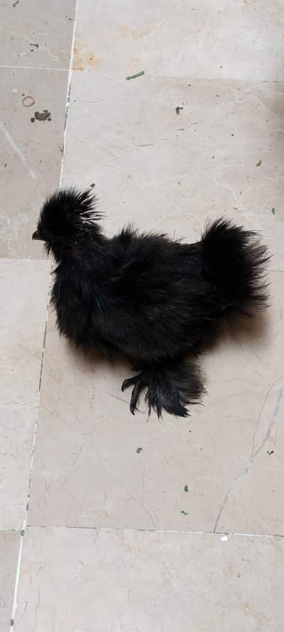 Silkie chicks For Sale