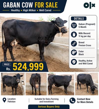 Cow Breed Frecian