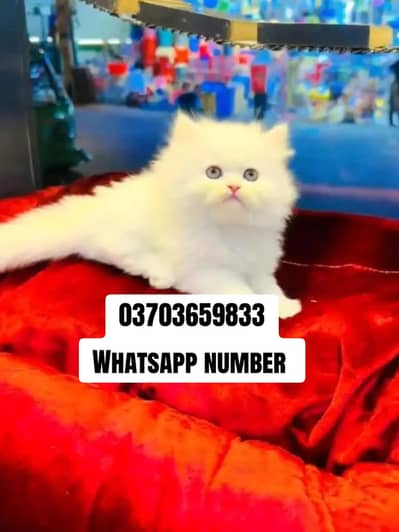 Persian female kitten for sale