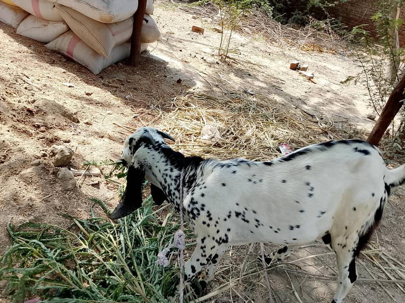 okara 0