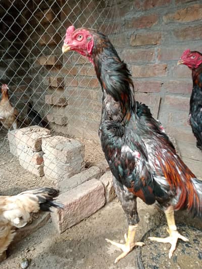 Jarman Shamo F1 exchange with hens