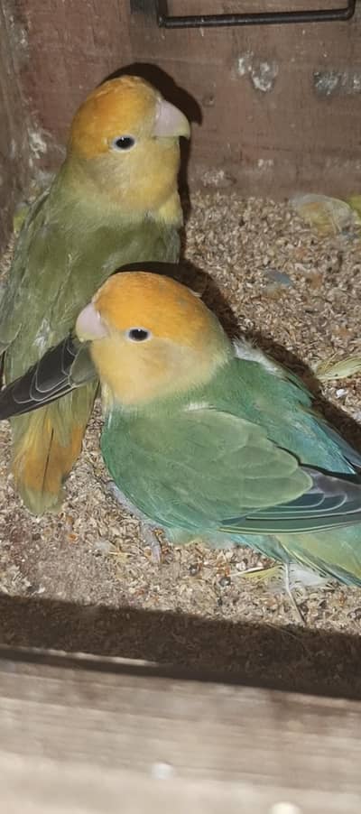 rosicollil pair