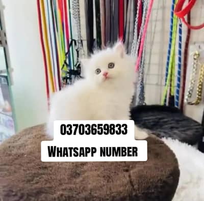 Persian female kitten for sale