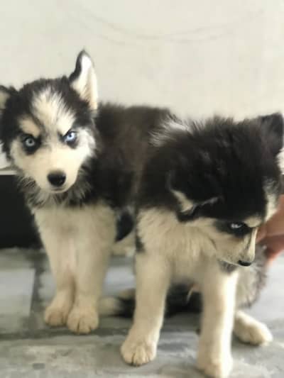 Siberian Husky || siberian puppies || Dog for sale