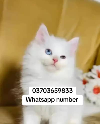 Persian female kitten for sale