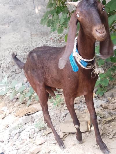 pure desi bakei 2 month ki maal he. urgent sale.
