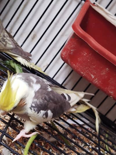 6 pair / Total 12 Parrot  whatsapp-03/150/395/453