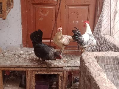murghay for sale