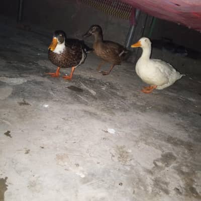 duck for sale in Lahore 1 male 2 female