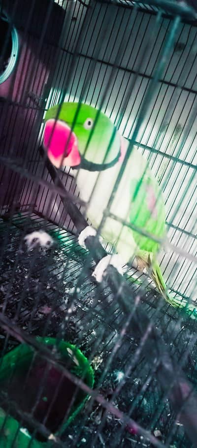 Orignal alexandrine king size full talking tamed ND 200% breeder pair