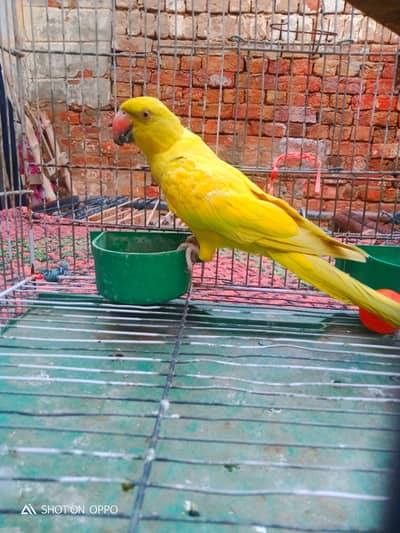 yellow female