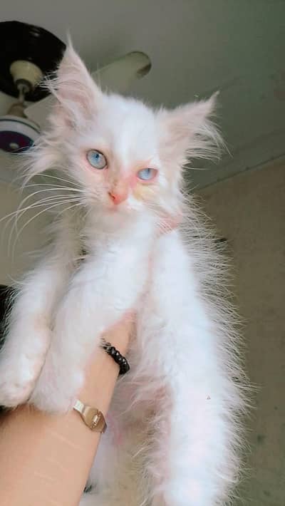 Persian cat