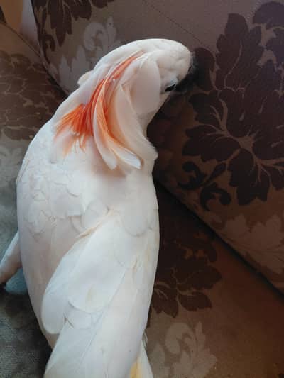 moluccan cockatoo almost self
