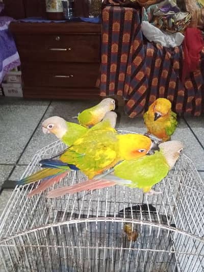Suncunre Hand tame zero bite pair