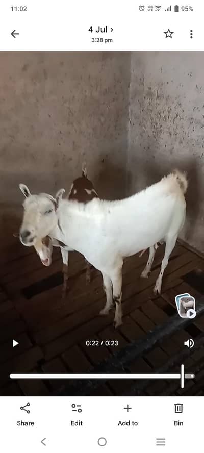 pure burbari Bakra Bakri cross krwanay K liye rabta kren