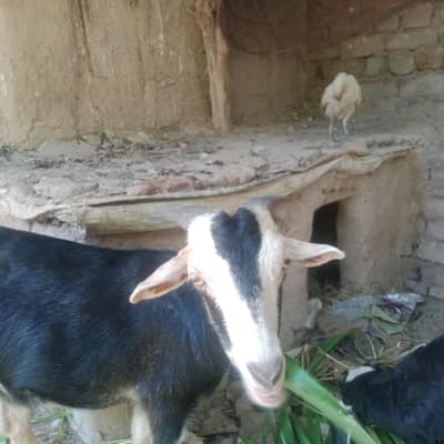 Tapra Goat, great looks