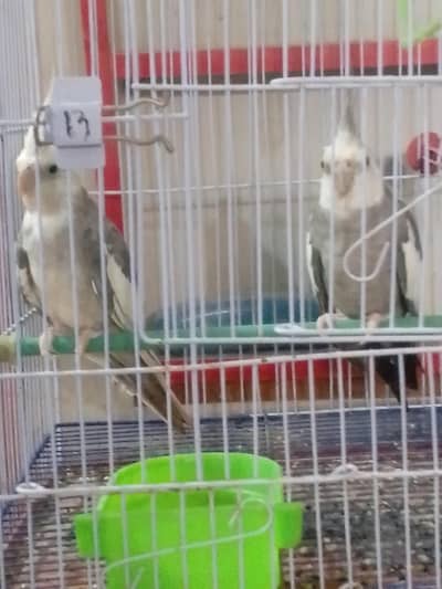 urgently selling 03152030345