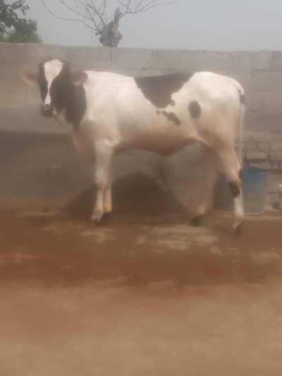 Kheera wacha