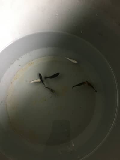 I am selling guppy fish