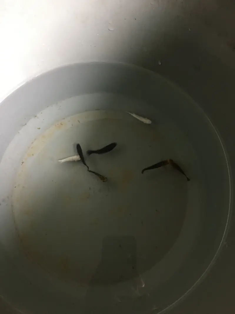 I am selling guppy fish