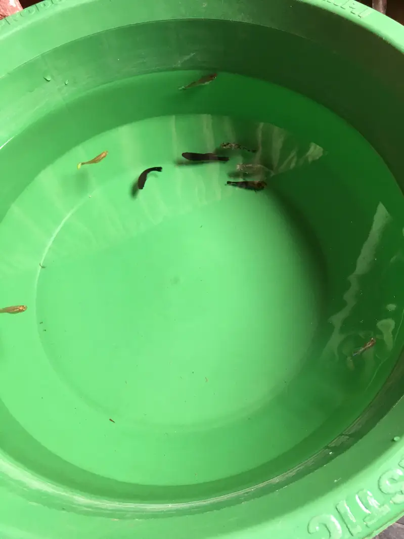 I am selling guppy fish — photo 2