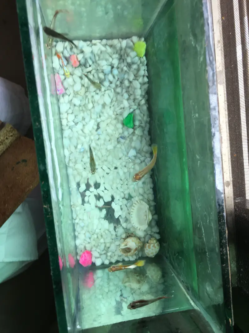 I am selling guppy fish — photo 3