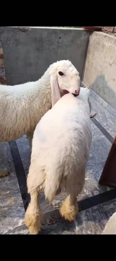 Chatray For Sale Urgent