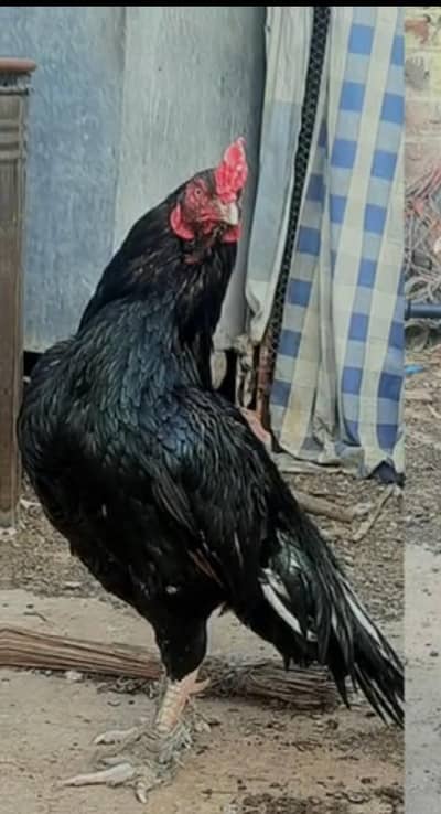 lasani mushka chick's